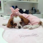 dog-bakery-monte-carlo-stores-cute-exotic-for-pets-only