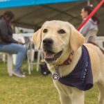 Adelaide Pet Stores, Shelters, Dog Parks & More