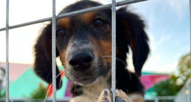 Puppy training boarding Athens pet toys veterinarians