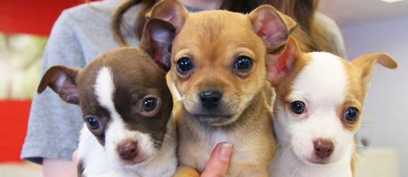 Puppy training boarding Atlanta pet toys veterinarians near you