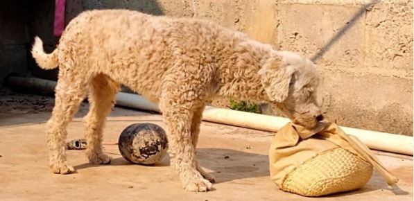Pet stores Barcelona dog parks grooming animal shelter