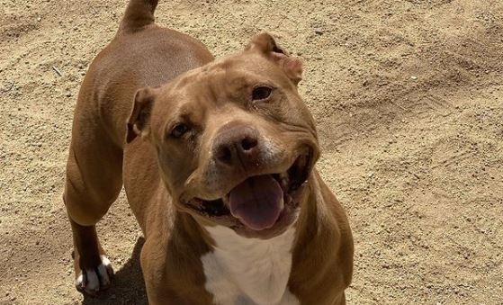 Pet stores Reno dog parks grooming animal shelter