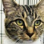 animal-adoption-shelters-rochester-local-pet-store