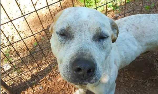 Pet stores Winston-Salem dog parks grooming animal shelter