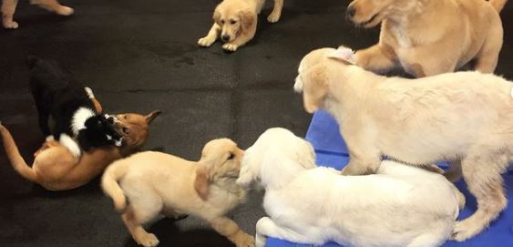 Pet stores Atlanta dog parks grooming animal shelter