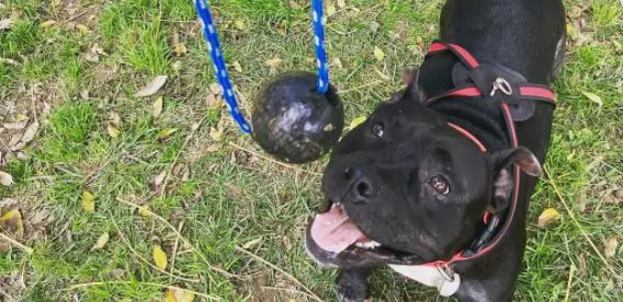 Pet stores Baltimore dog parks grooming animal shelter
