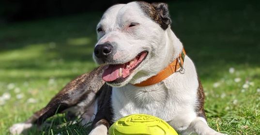 Pet stores Sheffield dog parks grooming animal shelter