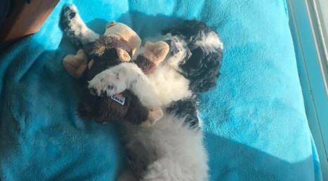 Puppy training boarding Syracuse pet toys veterinarians