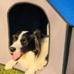 Tulsa Pet Stores, Shelters, Dog Parks & More