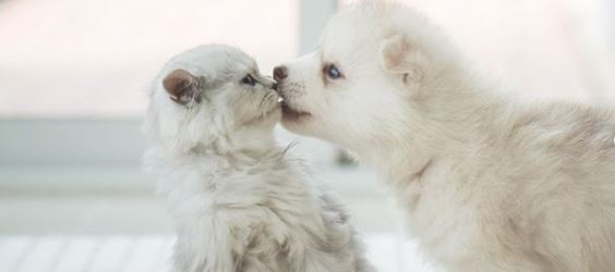 Pet stores Berlin dog parks grooming animal shelter