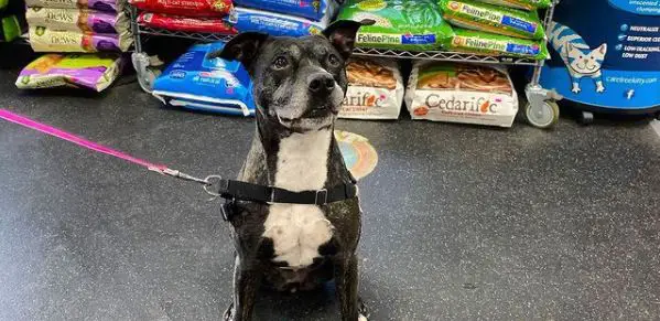Pet stores Boston dog parks grooming animal shelter