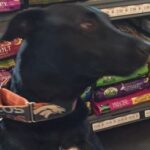 Charlotte Pet Stores, Shelters, Dog Parks & More