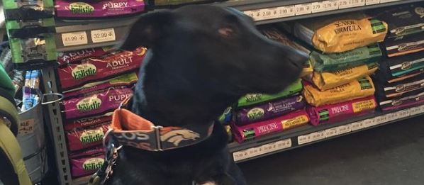 Pet stores Charlotte dog parks grooming animal shelter