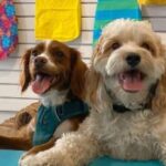 Columbus Pet Stores, Shelters, Dog Parks & More