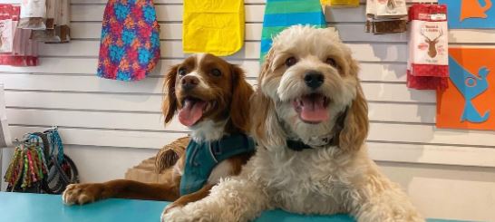 Pet stores Columbus dog parks grooming animal shelter