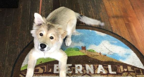 Pet stores San Francisco dog parks grooming animal shelter
