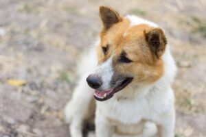 Pet stores Birmingham AL dog parks grooming animal shelter