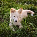 Pet stores Tuscaloosa dog parks grooming animal shelter