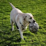 Aspen Pet stores Vail dog parks grooming animal Breckenridge