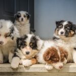 best-pet-stores-fresno-buy-puppies-kittens-near-you