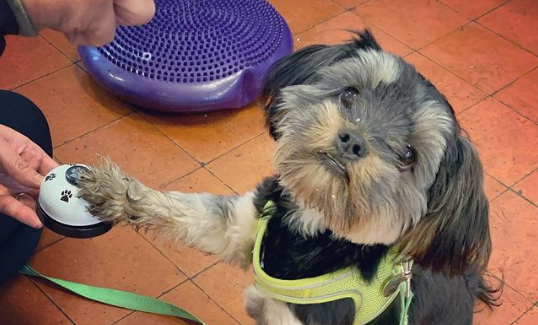 Puppy training boarding Liverpool pet toys veterinarians