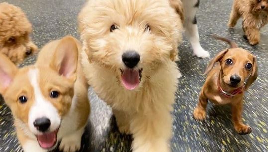 Pet stores Jacksonville dog parks grooming animal shelter