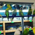 local-pet-stores-liverpool-animal-shelters