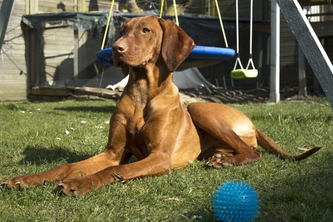 Pet stores Belgrade dog parks grooming animal shelter