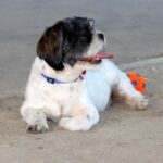 Pet stores Bridgeport dog parks grooming animal shelter
