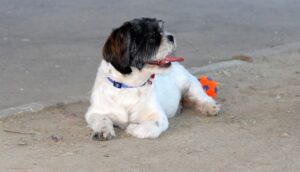 Pet stores Bridgeport dog parks grooming animal shelter
