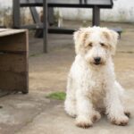 Bucharest Pet Stores, Shelters, Dog Parks & More