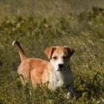 Pet stores Dusseldorf dog parks grooming animal shelter