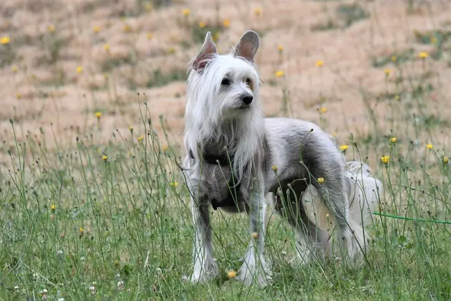 Pet stores Saint Petersburg RU dog parks grooming animal shelter