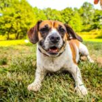 Pet stores Seville dog parks grooming animal shelter
