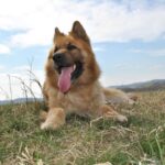 Sofia Pet Stores, Shelters, Dog Parks & More