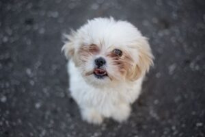 Pet stores Dublin dog parks grooming animal shelter