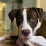 animal-adoption-shelters-austin-local-pet-store