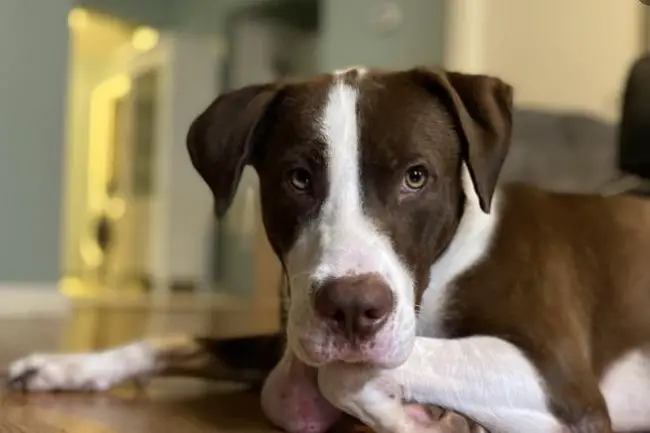 Pet stores Austin dog parks grooming animal shelter