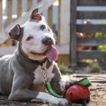 Washington DC Pet Stores, Shelters, Dog Parks & More