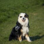 Seattle Pet Stores, Shelters, Dog Parks & More
