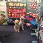 best-local-pet-stores-lubbock-dog-cat-grooming