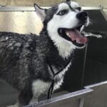 dog-grooming-ann arbor-animal-shelters-near-you