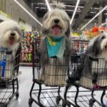 Bloomington Pet Stores, Shelters, Dog Parks & More