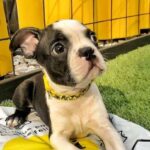 Charlottesville Pet Stores, Shelters, Dog Parks & More