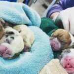animal-adoption-shelters-flagstaff-local-pet-store