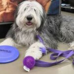 Puppy training boarding Waterloo Cedar Falls pet toys 24 veterinarians