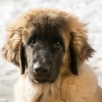 Kiev Pet Stores, Shelters, Dog Parks & More
