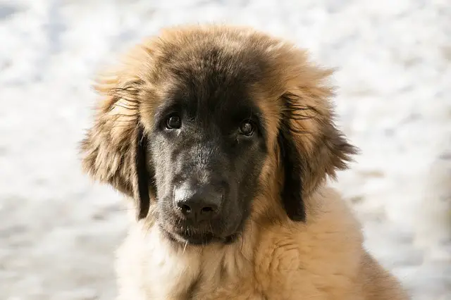 Pet stores Kiev dog parks grooming animal shelter