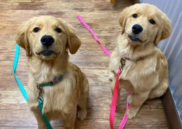 Pet stores Fort Collins dog parks grooming animal shelter