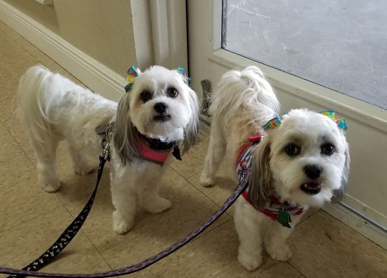 Pet stores Deltona Daytona dog parks grooming animal shelter
